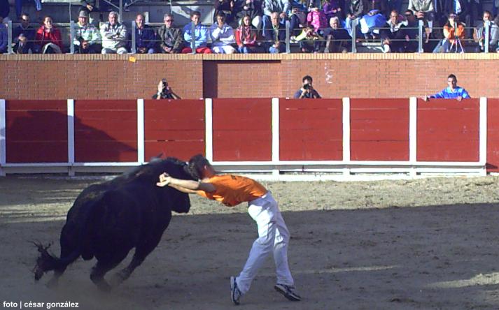 foto de los novillos